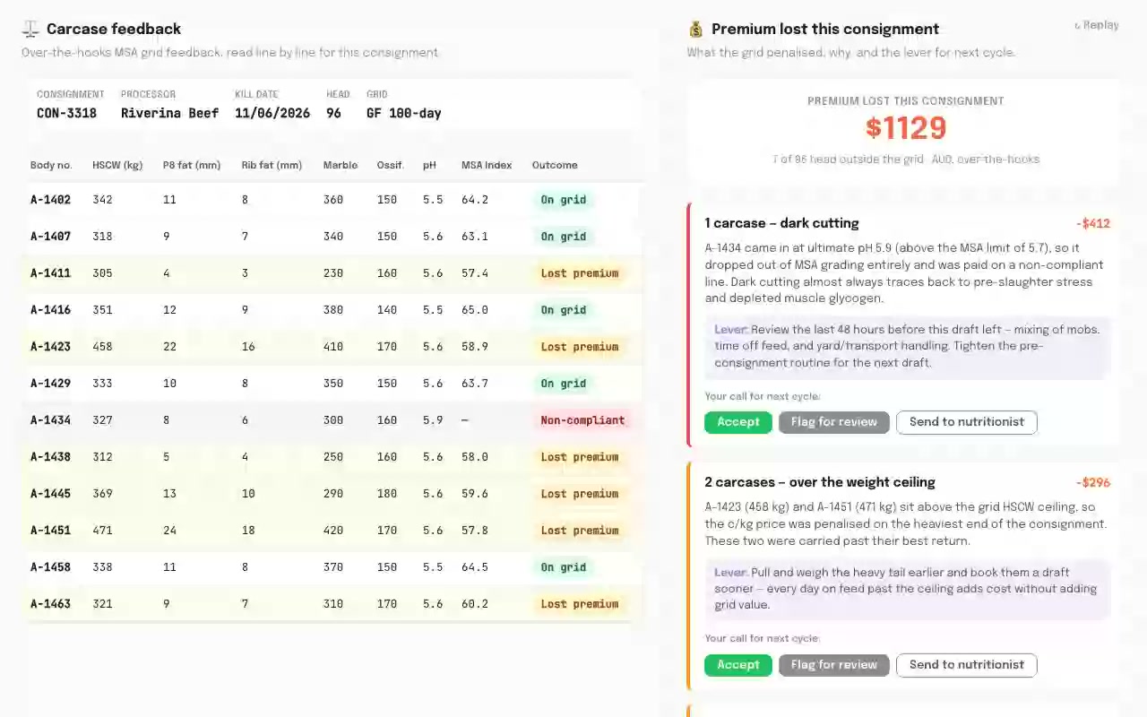 Carcase Grid-Feedback Explainer - Feedlots AI application